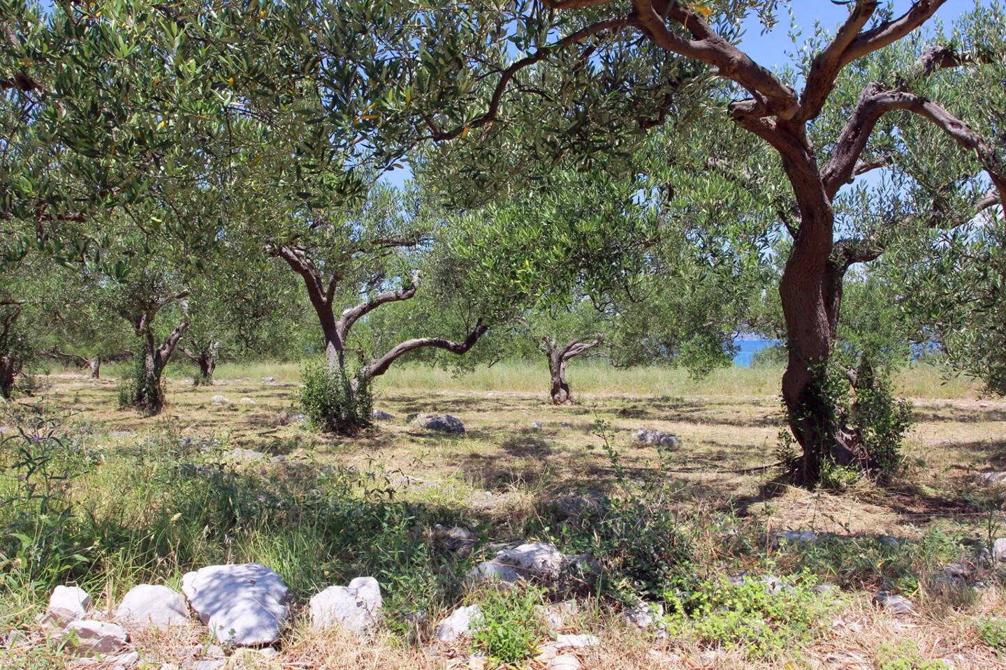 Apartman "Olive Grove" 2